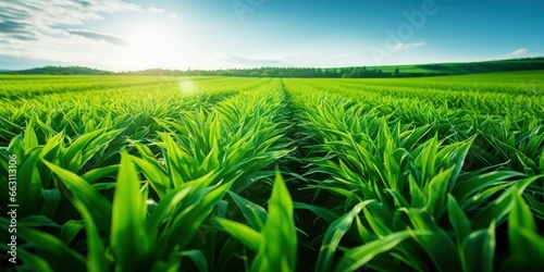 Field of vibrant green biofuel crops.