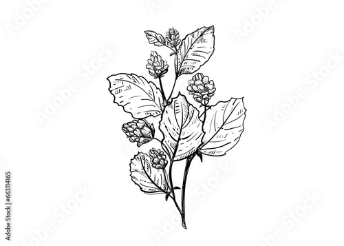 Hand drawn sketch black and white illustration set of Psoralea corylifolia, flower, leaf. Vector illustration. Elements in graphic style label, sticker, menu, package. Engraved style.