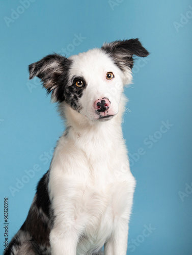 Funny studio portrait of adorable puppy dog border collie isolated on a blue background. Vertical image © Cavan