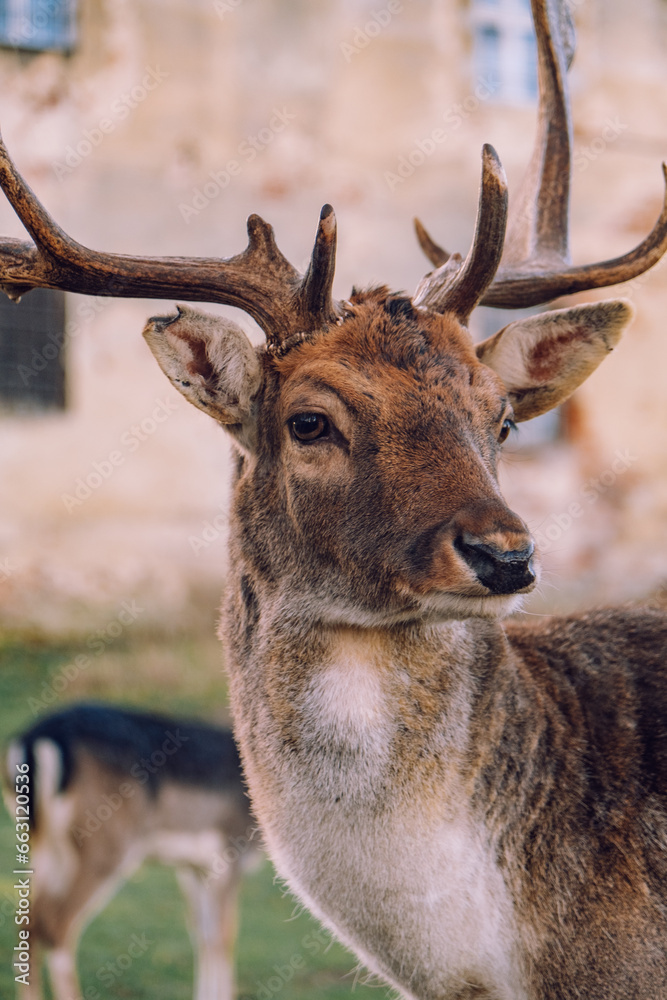 Fototapeta premium Group of deer in the courtyard of the castle Niemodlin