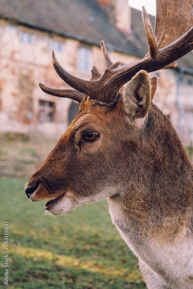 Fototapeta premium Group of deer in the courtyard of the castle Niemodlin