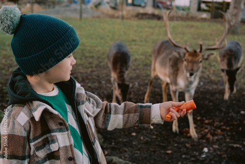 A boy feeding a deer in Niemodlin photo