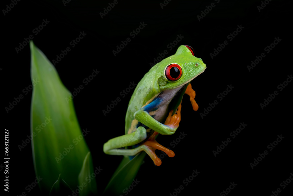 Obraz premium Red-eyed tree frog hanging on a tree