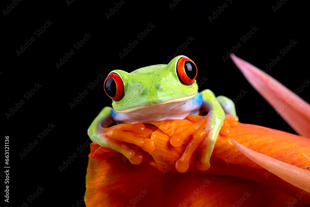 Fototapeta premium Red-eyed tree frog hanging on a flower