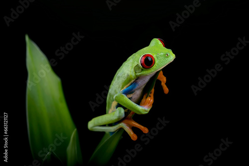 Red-eyed tree frog hanging on a tree