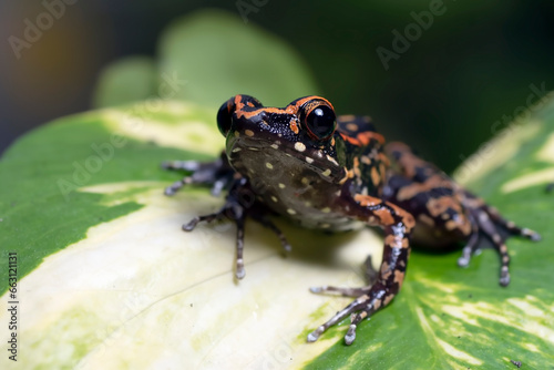 The stripped stream frog perched on a leaf