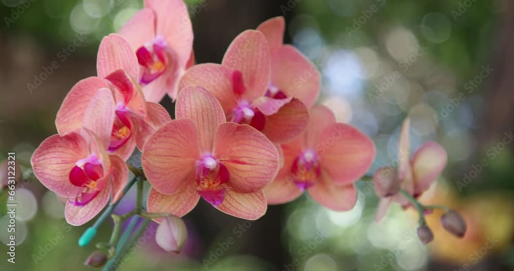 Beautiful orchid flower blooming at rainy season. Phalaenopsis Orchidaceae. 4K Beautiful orchid flower blooming at rainy season. Phalaenopsis Orchidaceae. 4K