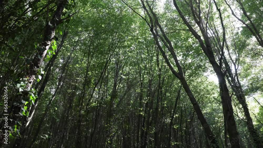 Forest view with sun in windy weather. Nature or environment concept video. Carbon net-zero or carbon footprint concept idea. Forest view with sun in windy weather. Nature or environment concept video. Carbon net-zero or carbon footprint concept idea.