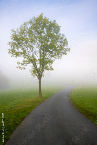 Fototapeta Naklejka Na Ścianę i Meble -  Small tree on a small rural street in Sauerland Germany on a foggy autumn morning. Wet country road in misty landscape at sunrise after a cold night. Idyllic fall scenery near Altena and Iserlohn.