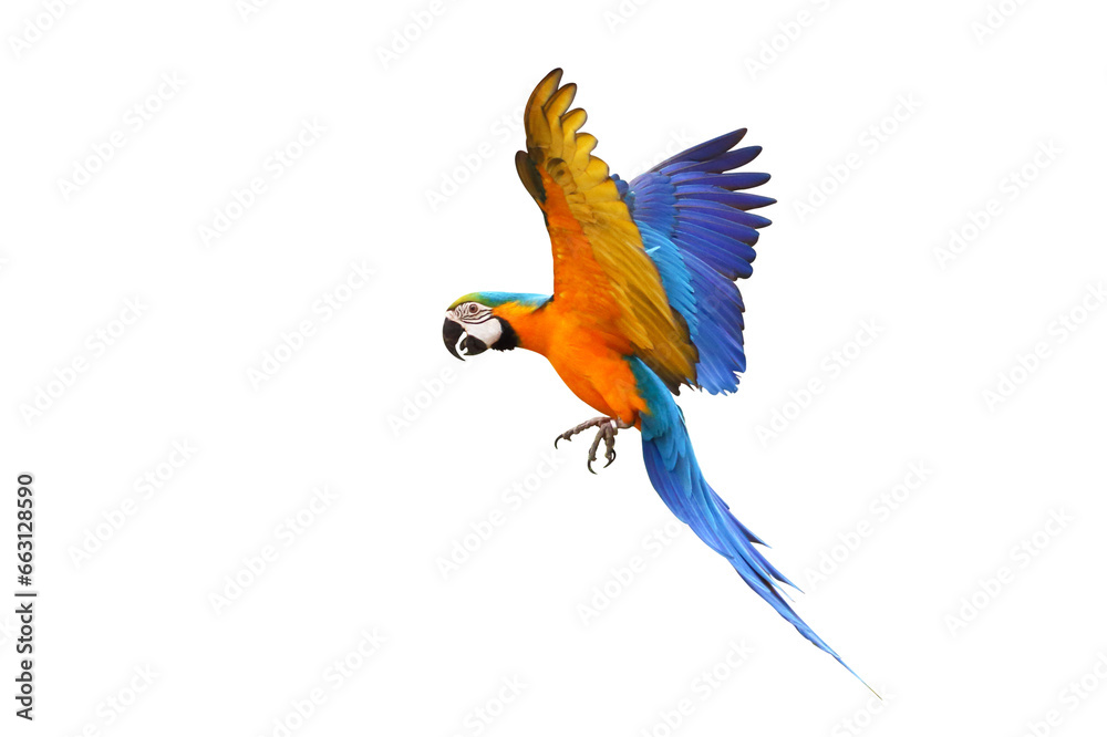 Colorful flying parrot isolated on transparent background png file