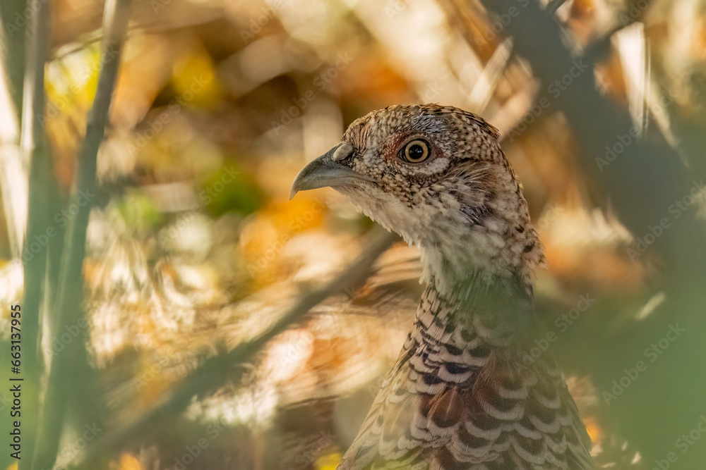 Female phasianus is hiding in the bush Female phasianus is hiding in the bush