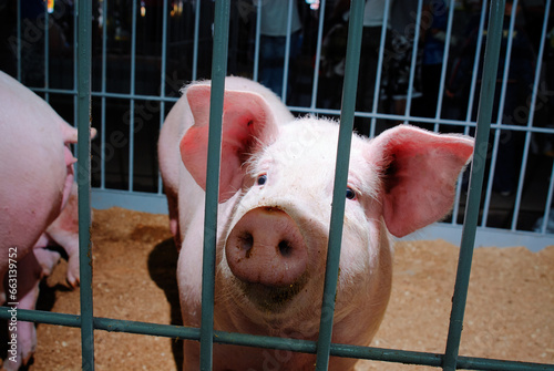 A portrait of a healthy fattening pig in the large pen stall of a standard swine farm.