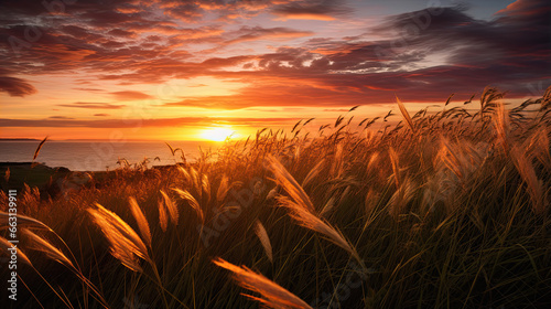 Sunset over grass blowing in the wind © Ziyan Yang
