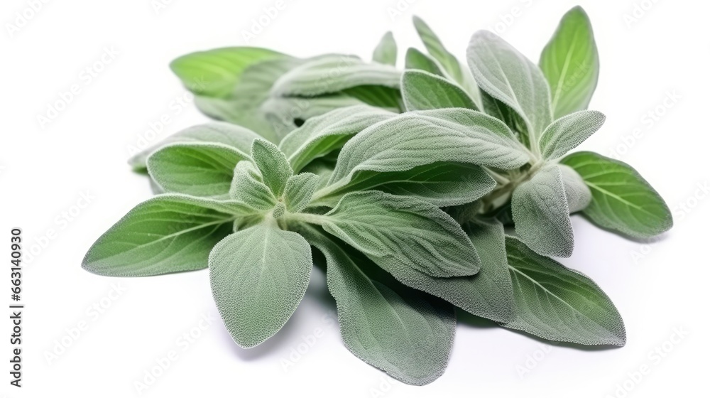 Plant lambs ear isolated on white background.