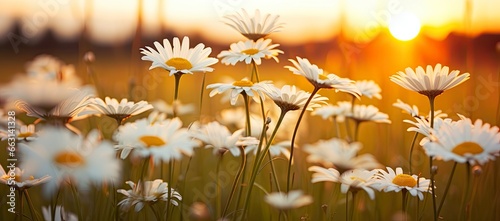 The landscape of white daisy blooms in a field with the focus. © ABDULHAMID