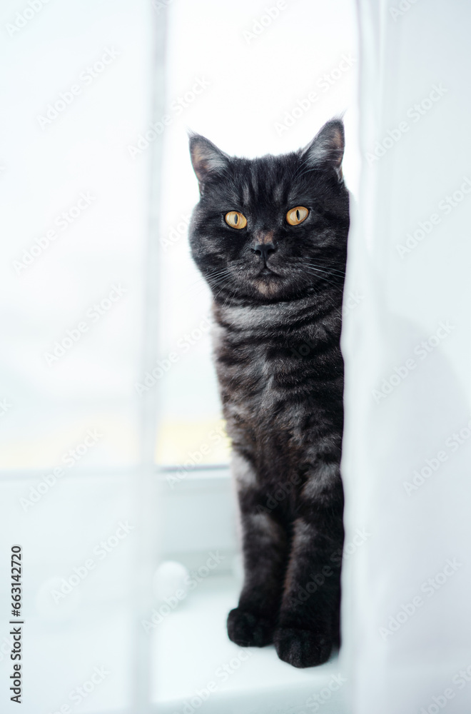 Portrait of adorable black stripped cat on the window