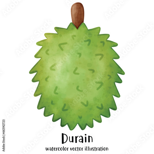 Durian ,Watercolor Durian, Vector illustration