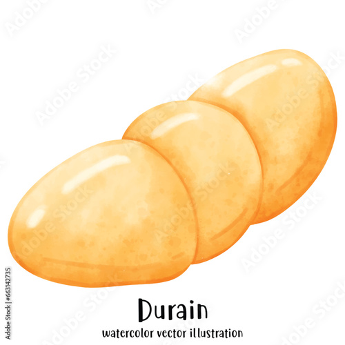 Durian ,Watercolor Durian, Vector illustration