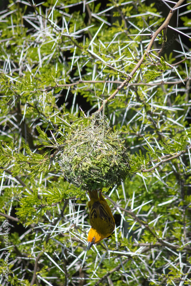 The Cape Weaver is hanging upside down on his nest. The Giraffe Torn Tree gives a good texture background. The Cape Weaver is hanging upside down on his nest. The Giraffe Torn Tree gives a good texture background.
