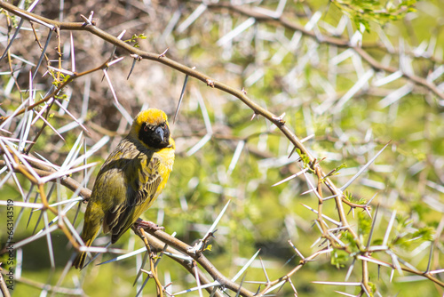 A tiny cape weaver perches on a spiky branch, gazing at the lens. The thorn tree creates a striking contrast with its intricate pattern. photo