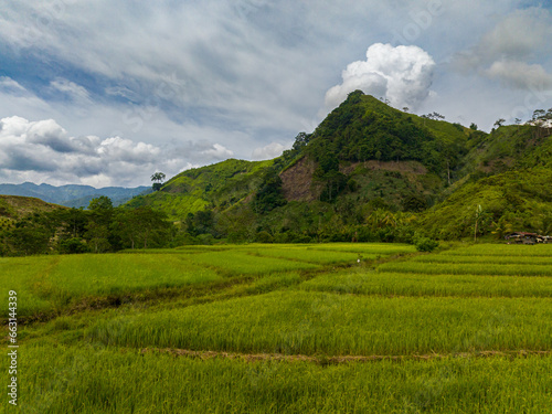 Agricultural land with paddy fields. Rice fields and mountain hills. Mindanao, Philippines.