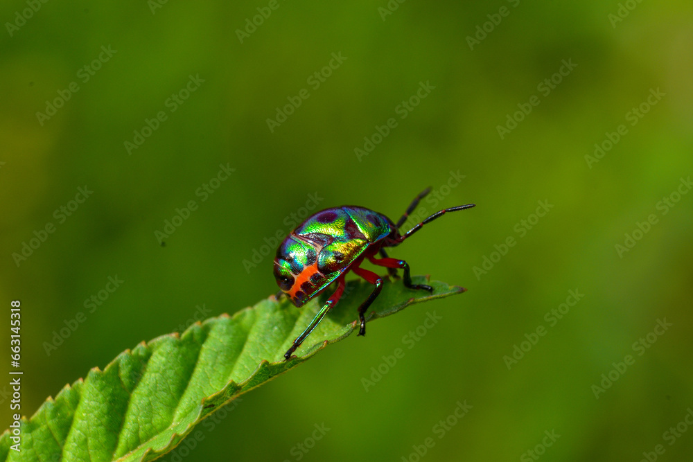 close-up photo of insect revealing little details that cannot be seen with the naked eye Insects are invertebrates, some with wings and some without. There are both small and large. close-up photo of insect revealing little details that cannot be seen with the naked eye Insects are invertebrates, some with wings and some without. There are both small and large.