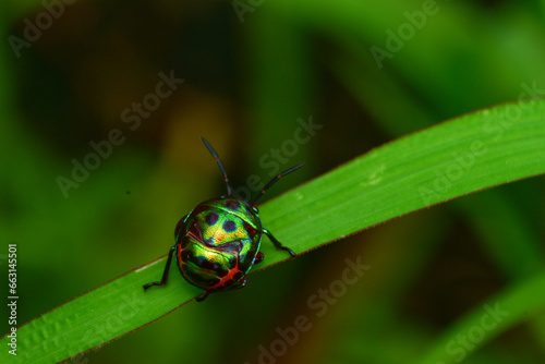 close-up photo of insect revealing little details that cannot be seen with the naked eye Insects are invertebrates, some with wings and some without. There are both small and large.