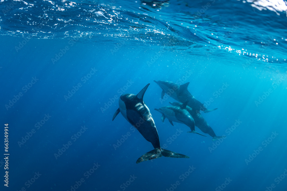 Fototapeta premium Underwater photo of wild dolphins, Australia