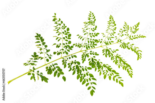 Moringa fresh green leaves 