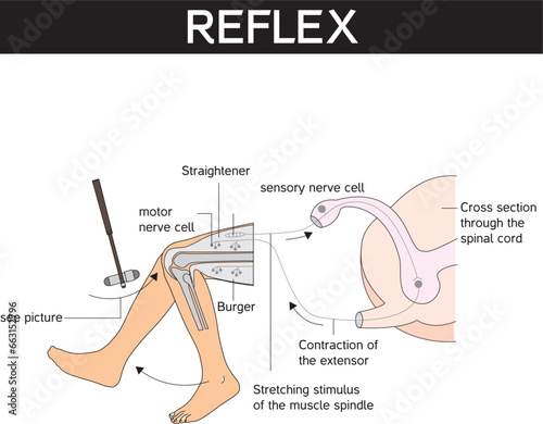 Foot leg Reflex arc (neural pathway). Vector illustration for biological, medical, education and science use