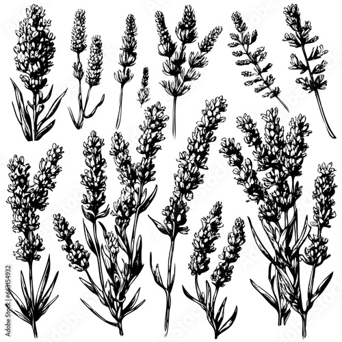 Vector collection of lavender plants flowers and twigs, hand drawn. Botanical set of sketches of flowers and branches. flowers herbs. Nature baroque Drawing engraving sketch retr