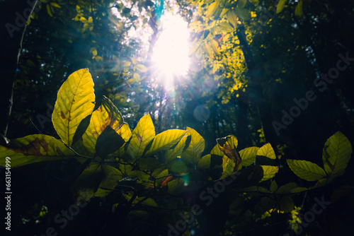 Leaves and sunlight in the forest. Carbon net-zero or carbon footprint concept