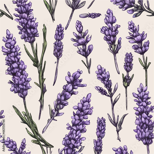 Vector collection of lavender plants flowers and twigs  hand drawn. Botanical set of sketches of flowers and branches. flowers herbs. Nature baroque Drawing engraving sketch retr