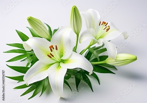 Beautiful fresh lily flower with green leaves, isolated on white background. © ABULKALAM