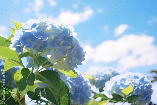 Blue French hydrangea under blue sky.