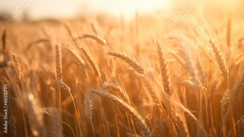 Closeup ears of golden wheat. Banner Beautiful nature sunset landscape field. Rural harvest background with sunlight