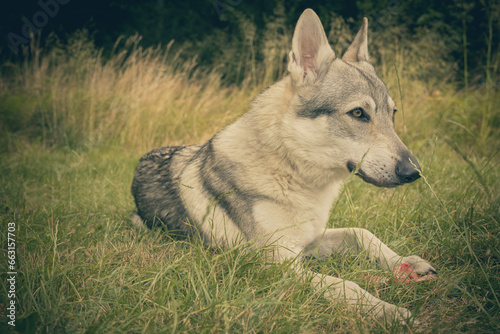 Youth male of czechoslovak wolfdog posing outdoor in nature