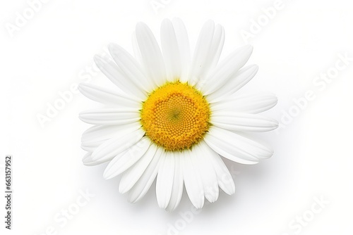 Common daisy isolated on white background. © ABULKALAM