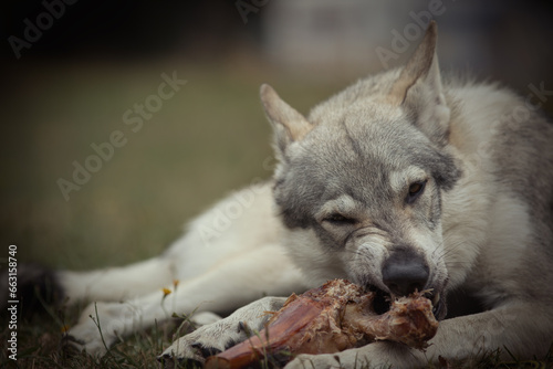 Youth male of czechoslovak wolfdog eating bone outdoor in nature photo