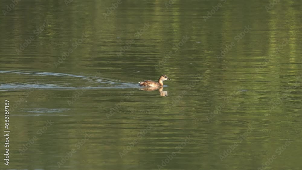 Little Grebe in natural ambient (Tachybaptus ruficollis) - (4K) Little Grebe in natural ambient (Tachybaptus ruficollis) - (4K)