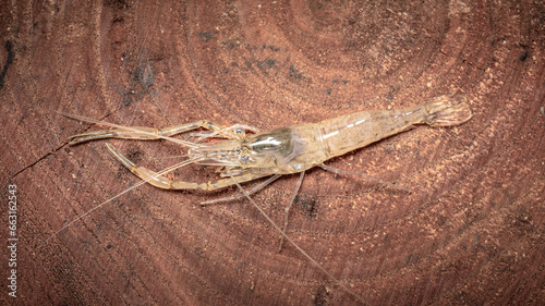 Fresh Water Shrimp, close up detail, isolated on a wooden background, Murray River, South Australia.