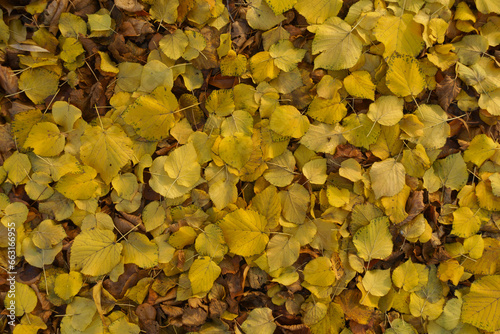 Top view of fallen leaves of linden in November