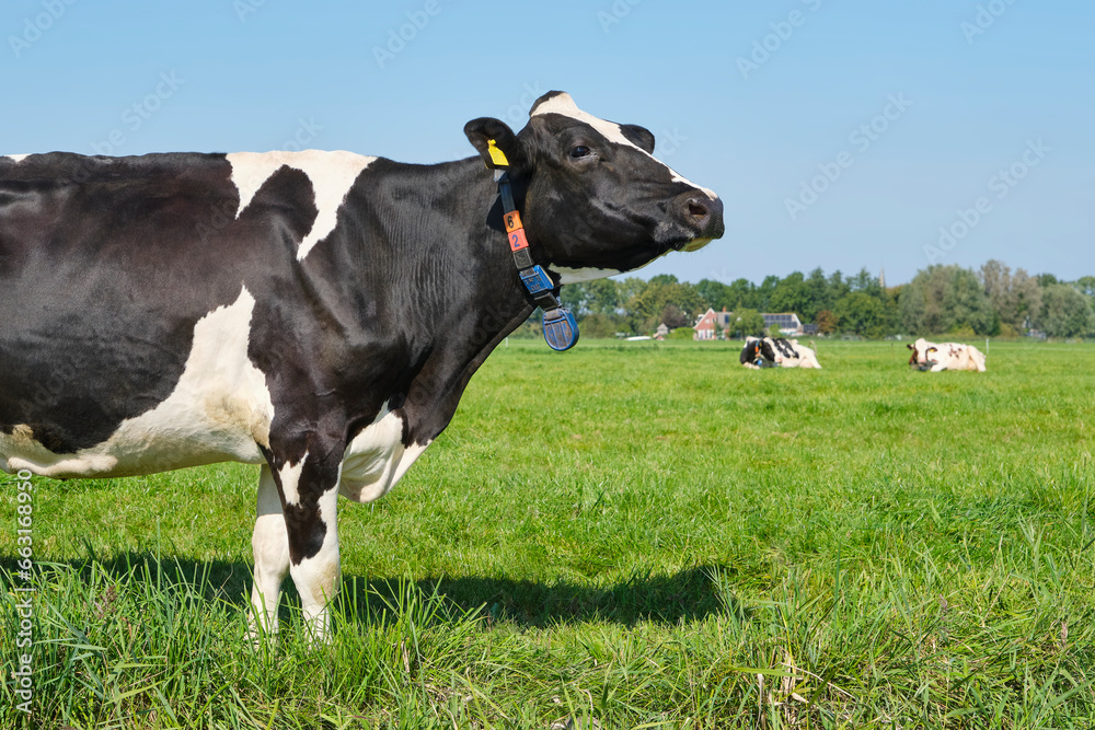 A black and white Frisian Holstein cow in a sunny pasture under a blue sky.