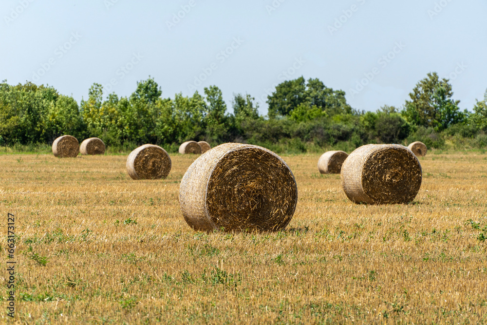 Nature concept for design. Endless field with round bales of straw against the blue summer sky. Selective focus. Field after harvesting wheat. Close-up of golden straw bales.