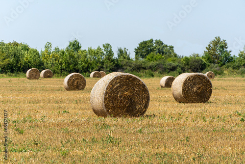 Nature concept for design. Endless field with round bales of straw against the blue summer sky. Selective focus. Field after harvesting wheat. Close-up of golden straw bales.