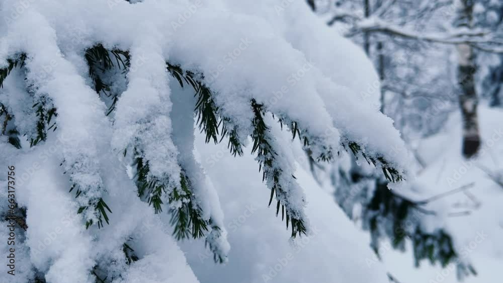 Frozen snow-covered winter forest, deeply covered with snow in sunlight. Forest in the snow. Snowy winter. Trees in the snow on the way to the Stone City. Russia. Perm Region. 4K Frozen snow-covered winter forest, deeply covered with snow in sunlight. Forest in the snow. Snowy winter. Trees in the snow on the way to the Stone City. Russia. Perm Region. 4K