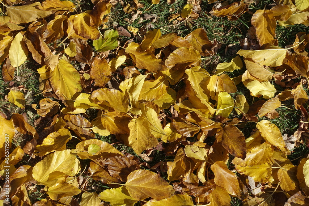 Lawn covered with fallen leaves of mulberry in October Lawn covered with fallen leaves of mulberry in October