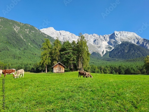 Herd of cows grazing on a green field in mountains