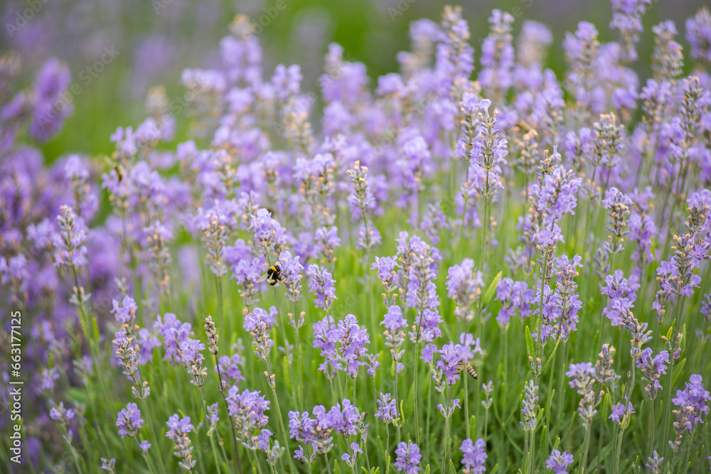 field of lavender