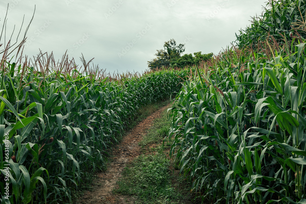 Fototapeta premium Wide shot of corn field